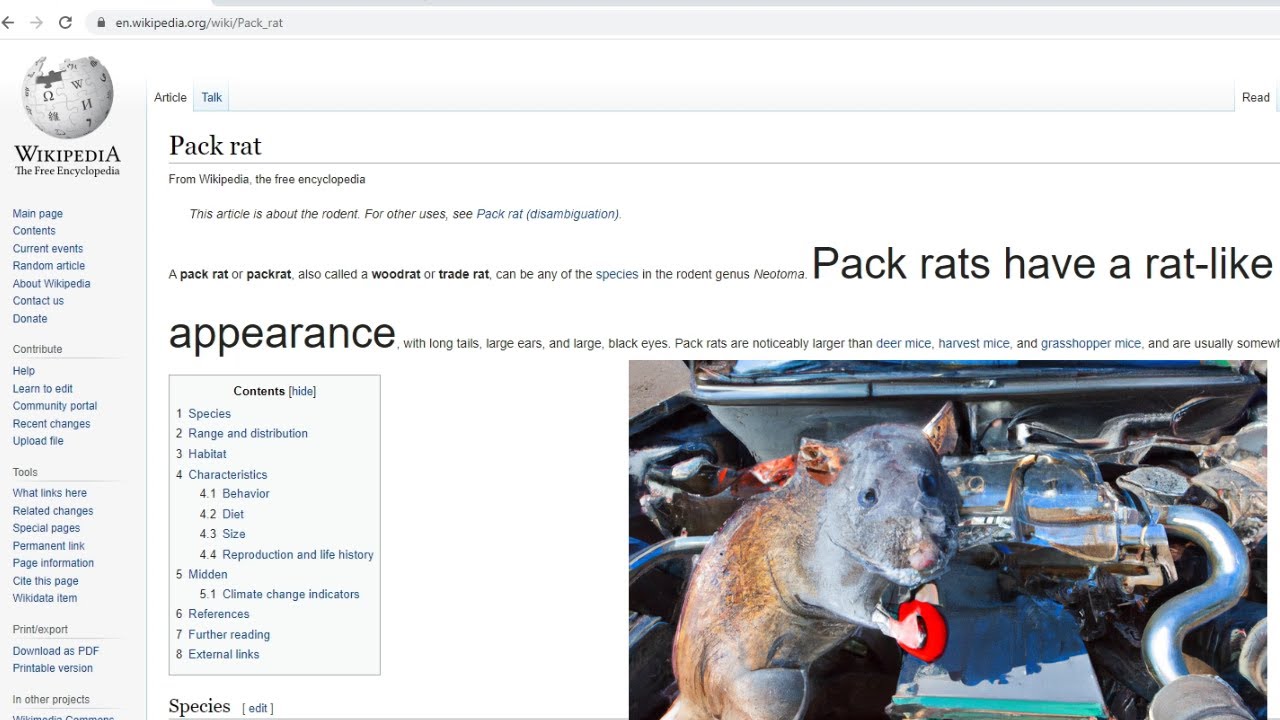 rap made entirely from the wikipedia packrat page