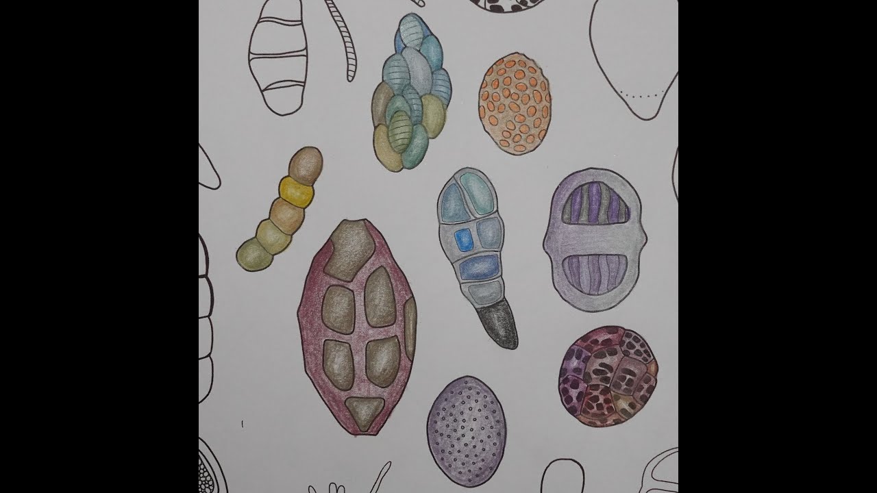 Castle Arts Metallic Pencils Unboxing, Review and Colouring from Microscopic Marvels by J Delaney