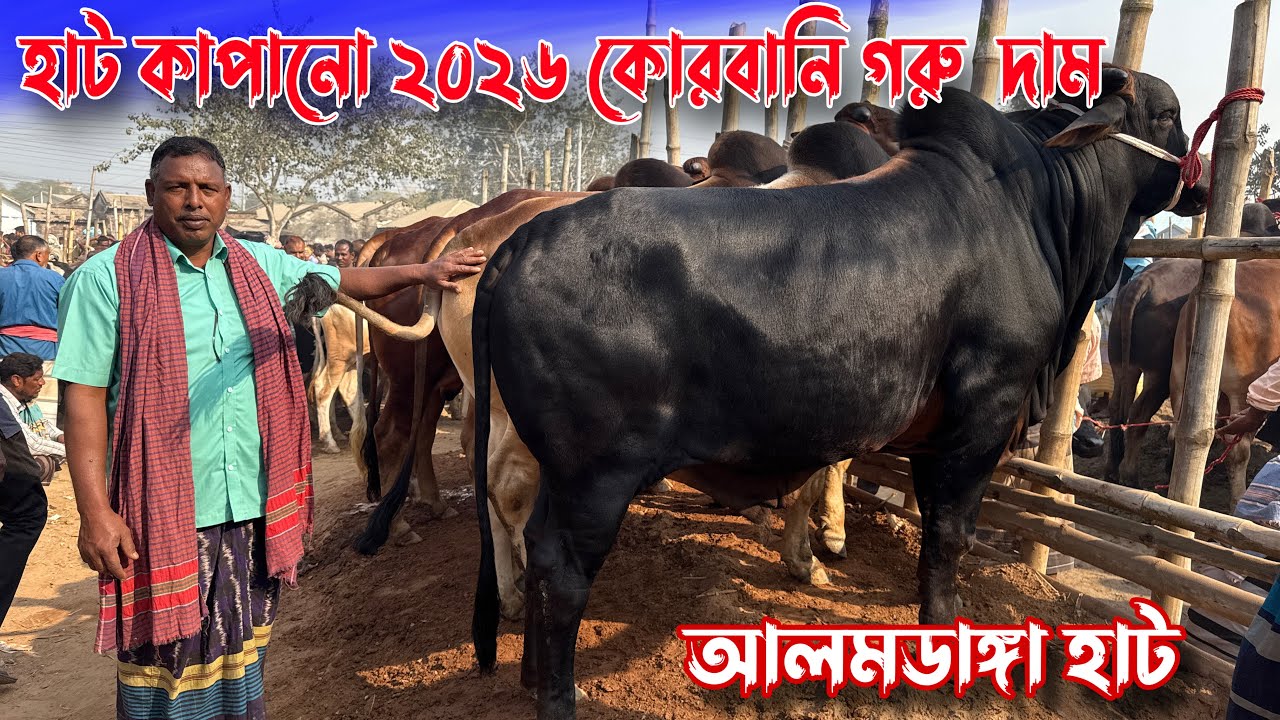 হাট কাপানো ২০২৬ কোরবানি গরু দাম। সুঠাম দেহের গরু। আলমডাঙ্গা হাট 