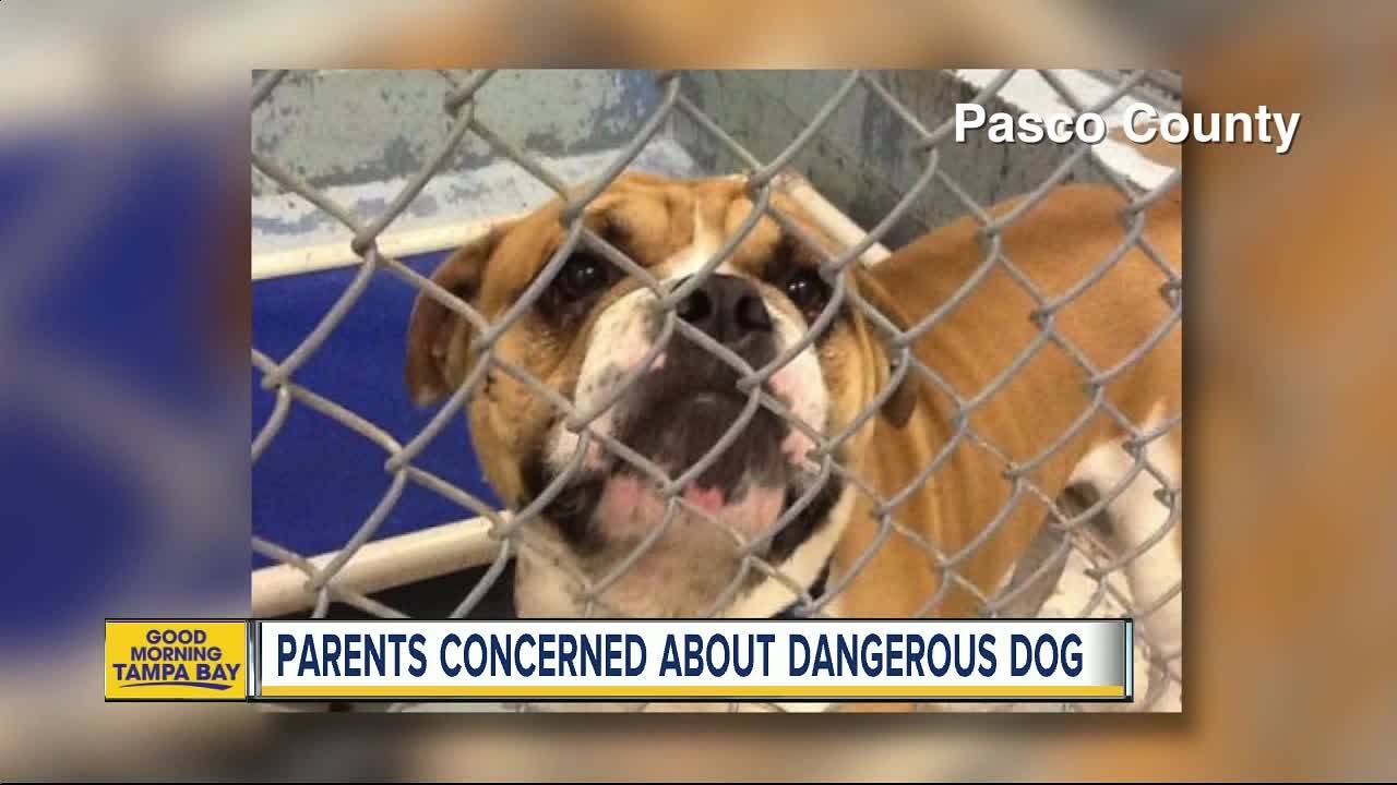 Animal considered dangerous dog returns to Holiday neighborhood; family questions it