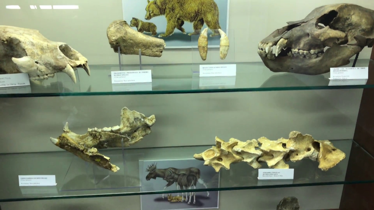 Priabona-Monte di Malo (Italy) fossil's museum - Museo Paleontologico Priaboniano UHD 4K