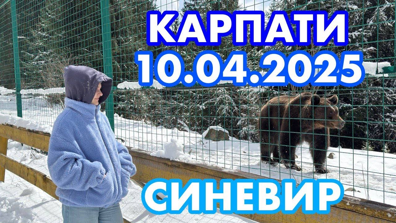 СИНЕВИРСЬКА ПОЛЯНА✅Центр реабілітації бурого ведмедя/Екопарк Долина Вовків/ЗАКАРПАТТЯ/10.04.2025