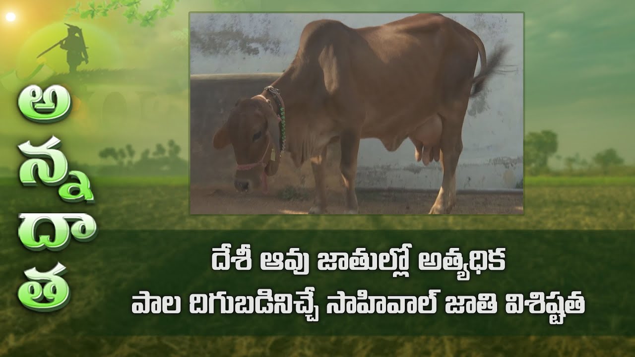 Desi cow sahiwal breed for good milk yields | ETV
