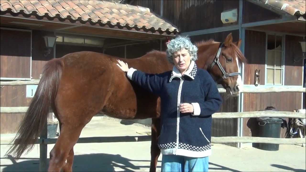 Cómo relajar caballos