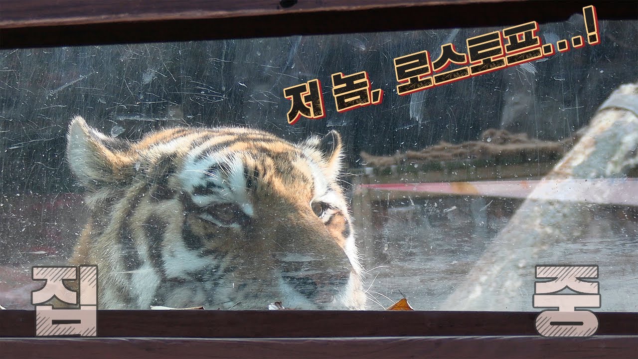 🔥저 놈, 로스토프...! 로스토프...!🔥 옆방 웬수 로스토프 구경하는 조셉 (특별출연 : 로스토프) / 서울대공원 시베리아 호랑이 조셉