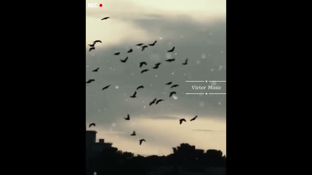Video (Victor Music)