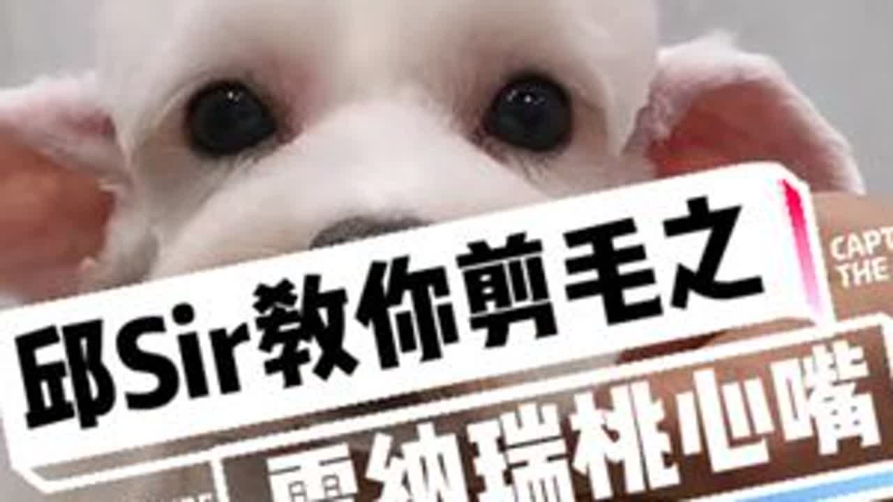 邱Sir教你剪毛之雪纳瑞桃心嘴#雪纳瑞 #宠物美容 #宠物美容培训