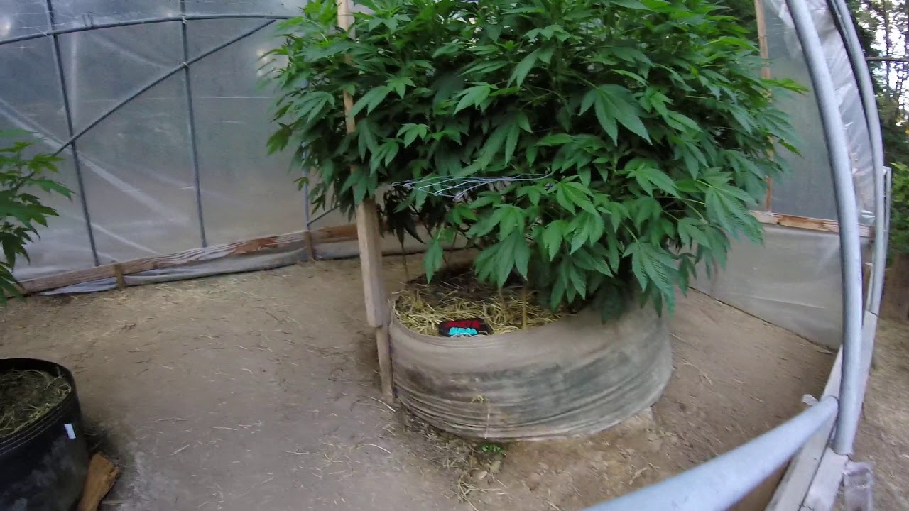 Huge CANNABIS Trees 10 FT. Tall.