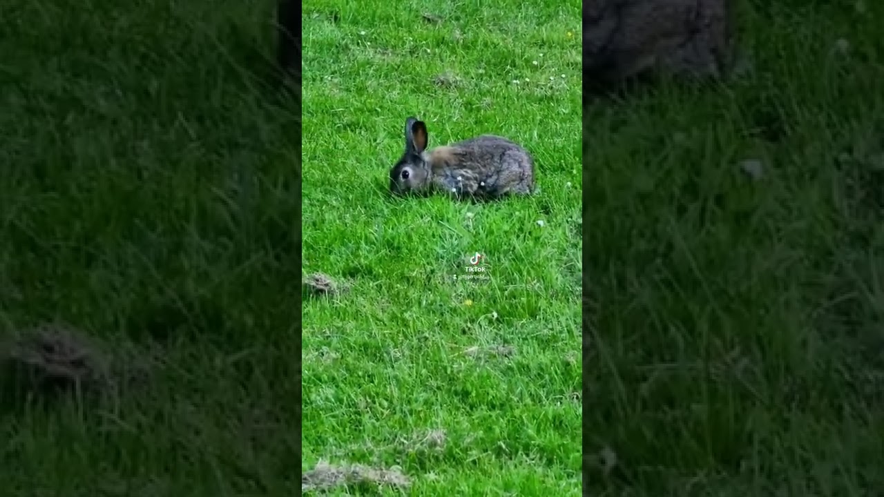 rabbit sloterpark/annemarievervuurt/2022 #shorts #rabbit #konijn