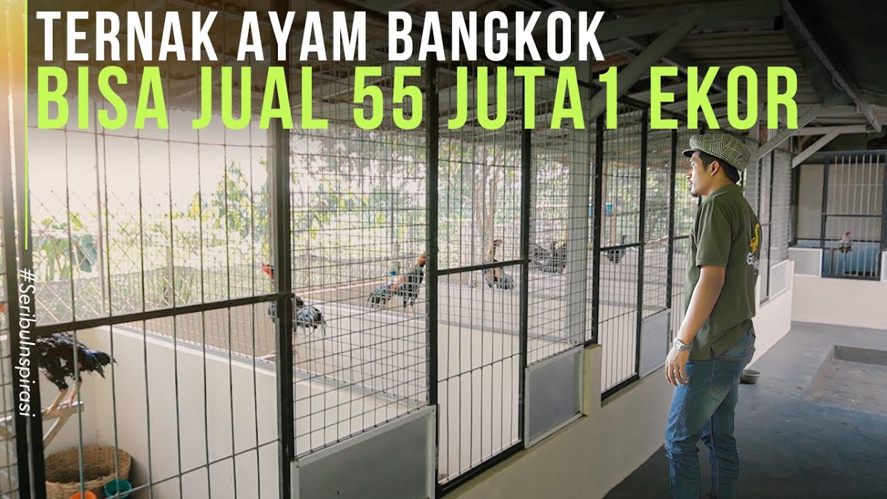 BUKAN HALU! Ternak Ayam Bangkok MODAL MINES Bisa Jual 55 Juta dan Bangun Kandang Modern