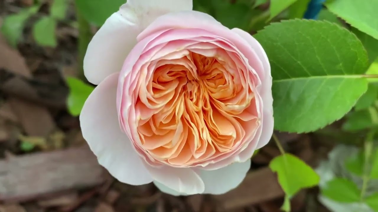 Садовый минимализм. Роза, как драгоценный акцент.