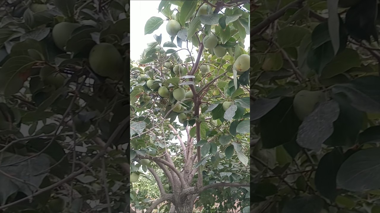 11 sentyabr 2025 #meyvələr #meyve #bağ #bah&ccedil;e #fruit #keşfetbeni&ouml;ne&ccedil;ıkar #ağa&ccedil;lar #nature #garden