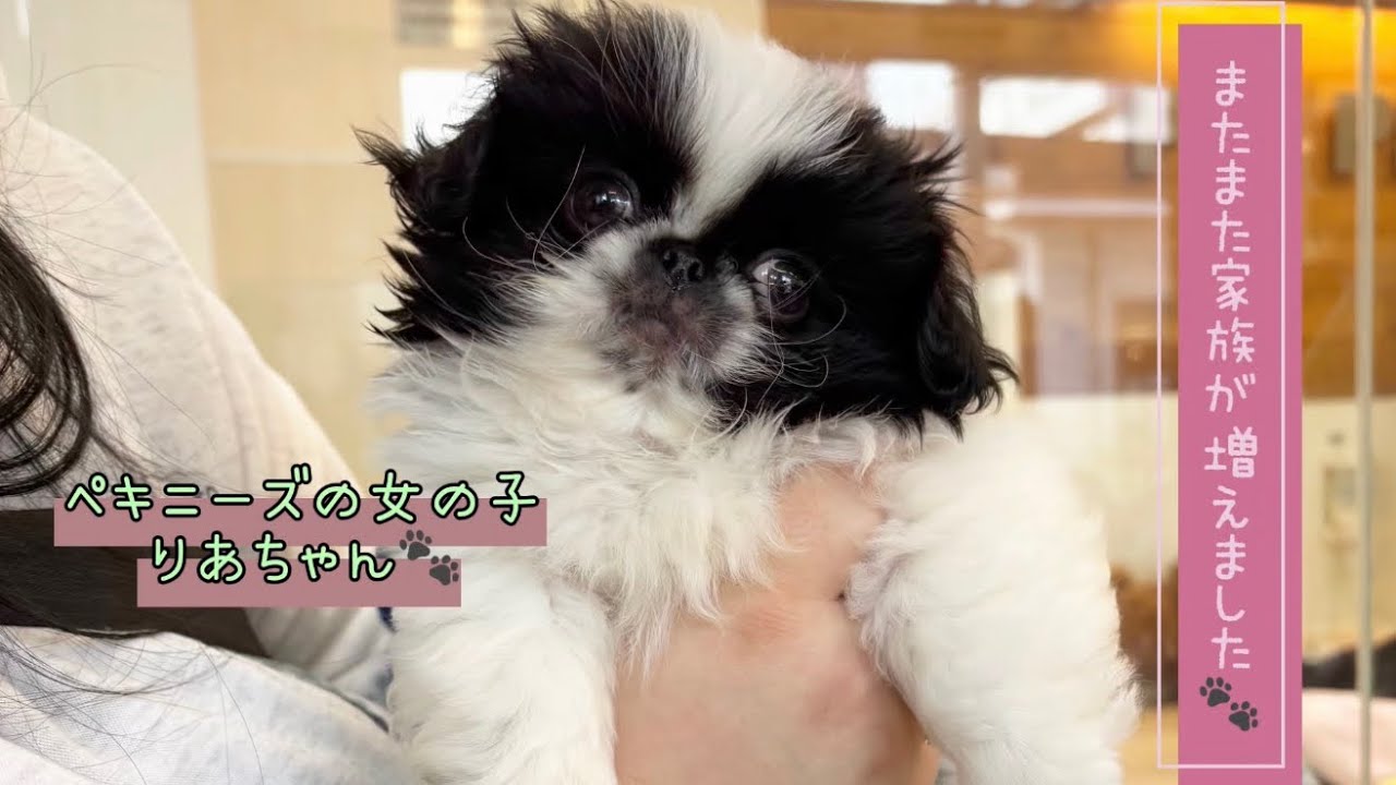 ペキニーズの女の子が家族になりました🐾