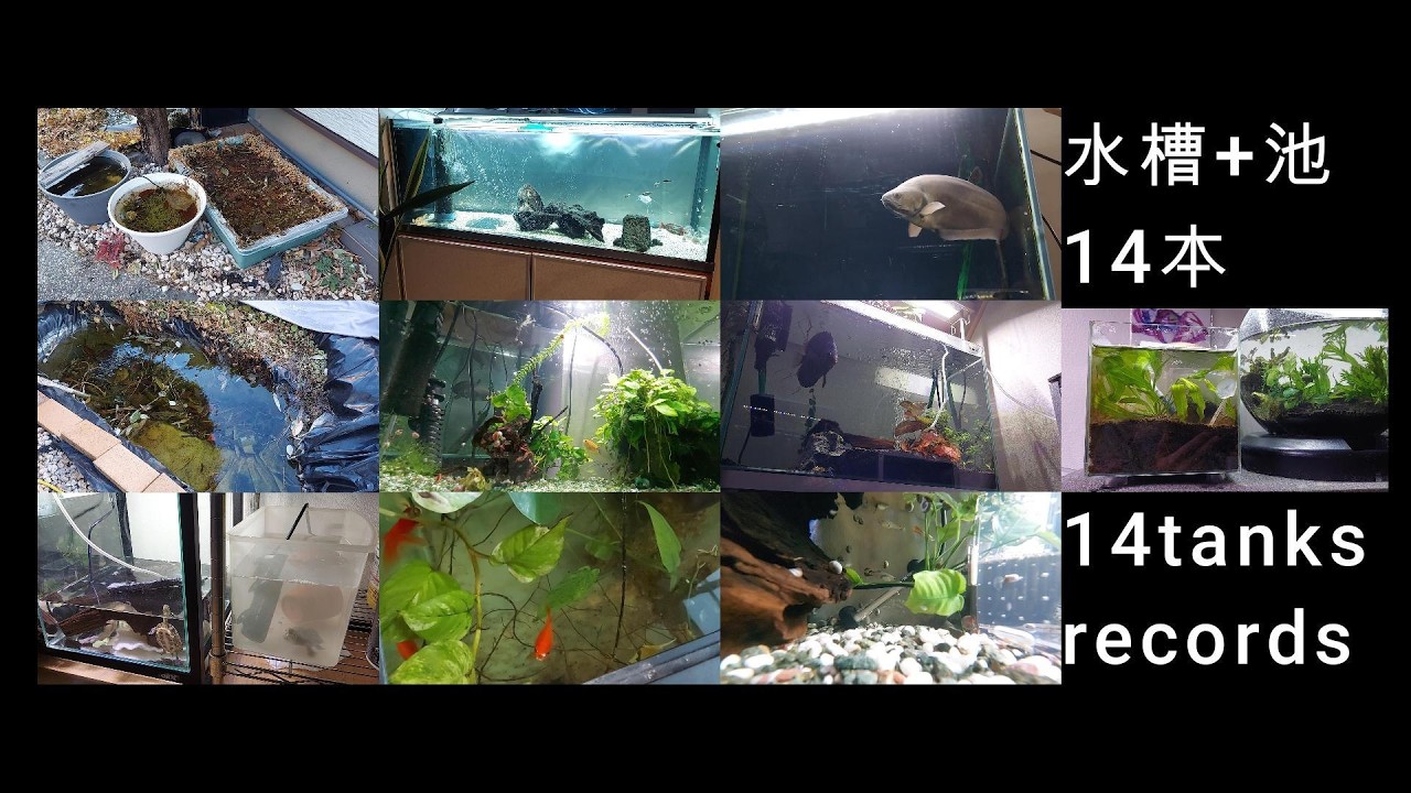 14本の水槽観察記録　~14 tanks records~