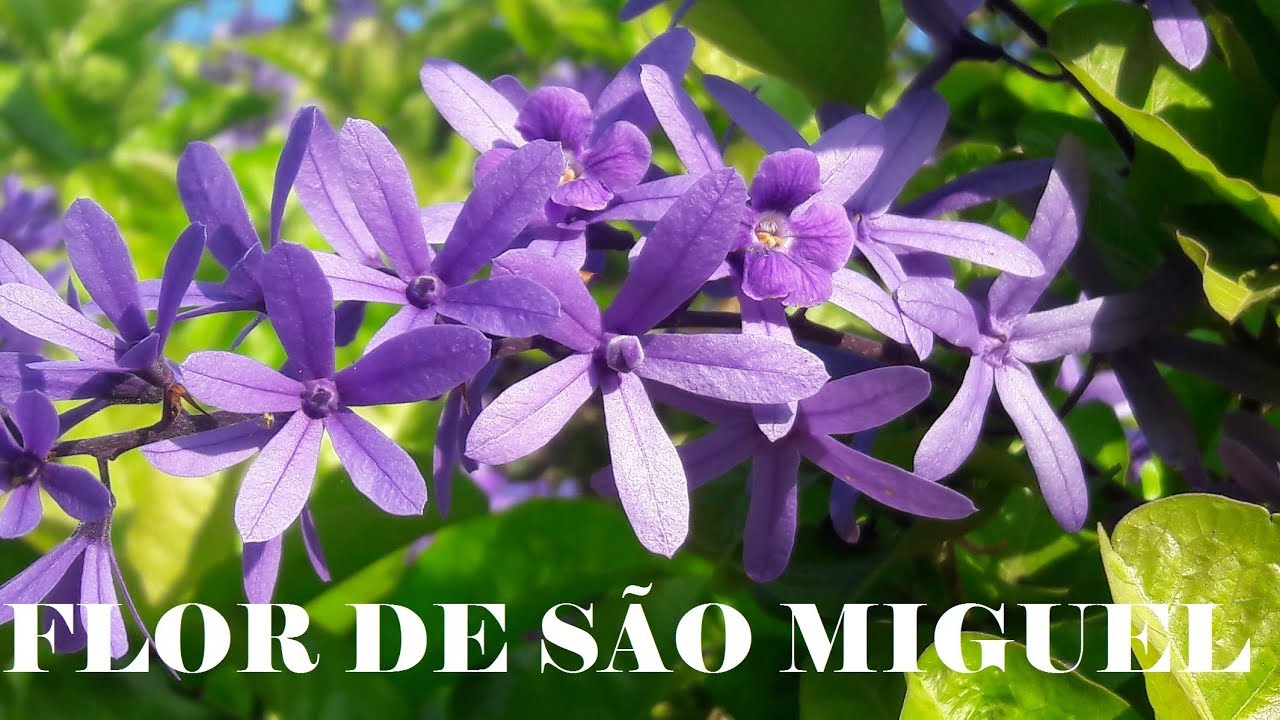 Flor de São Miguel (Petrea volubilis) - Dicas e Polinizadores / Legendado (English/Português)