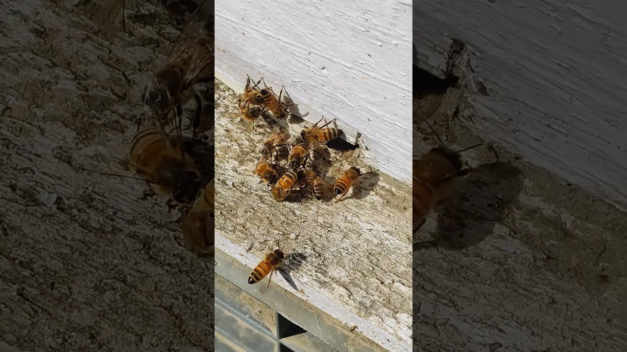 Apis Mellifera. Honeybees in January. Honeybees in winter. 