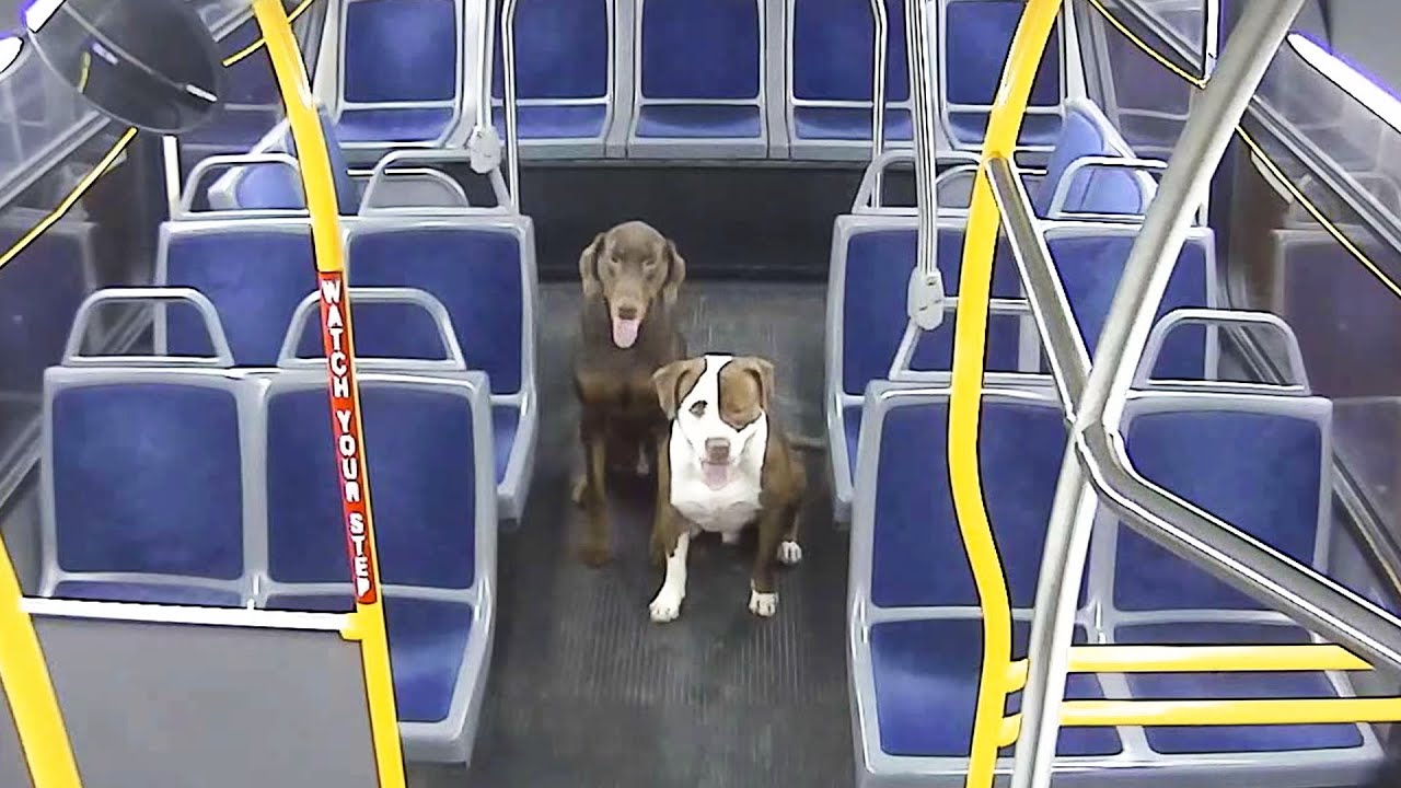 Milwaukee Bus Driver Helps Reunite Lost Dogs with Family Just in Time for Christmas
