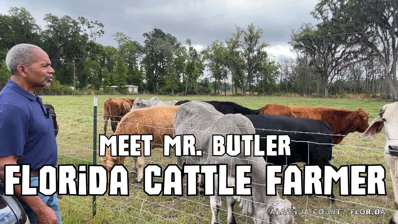 Florida Black Cattle Farmer- Meet Mr. Butler