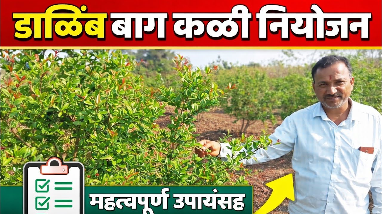 डाळिंब बाग कळी नियोजन । Pomegranate Orchard Flowering (Bud) Management
