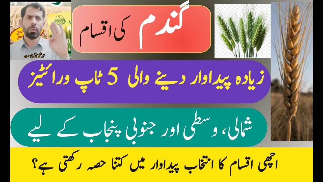 Which Wheat Variety Performs Better in Which Area ? | Best Wheat Varieties for 2025 in Pakistan
