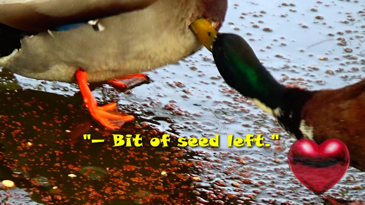 Our Family’s Sunday Walk & A Little Duck Drama