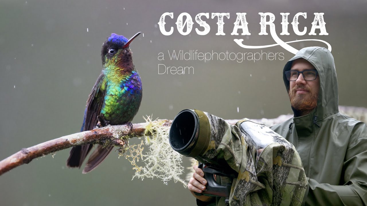in search for the perfect photo: photographing Hummingbirds and Quetzals in Costa Rica