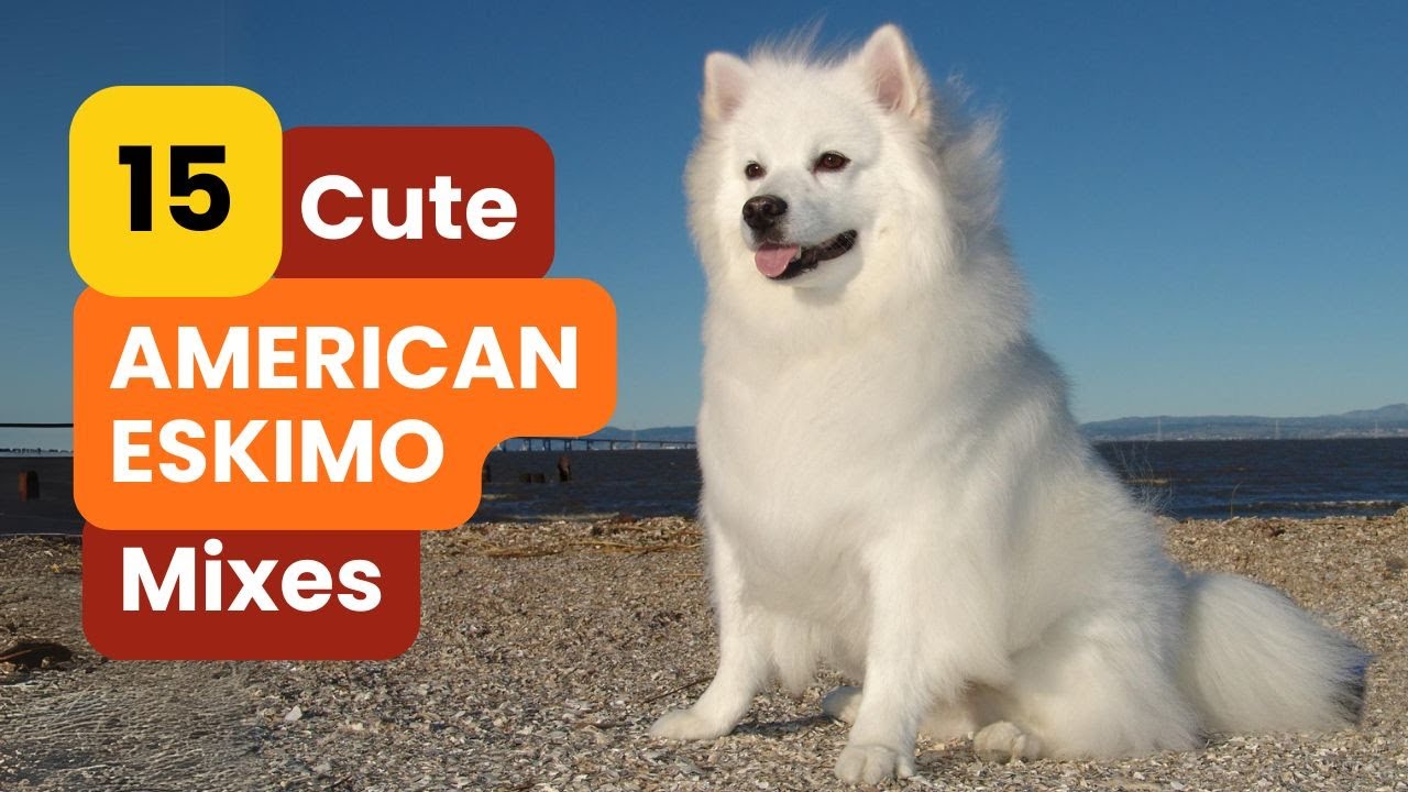 15 AMERICAN ESKIMO MIXES You Need to See to Believe!