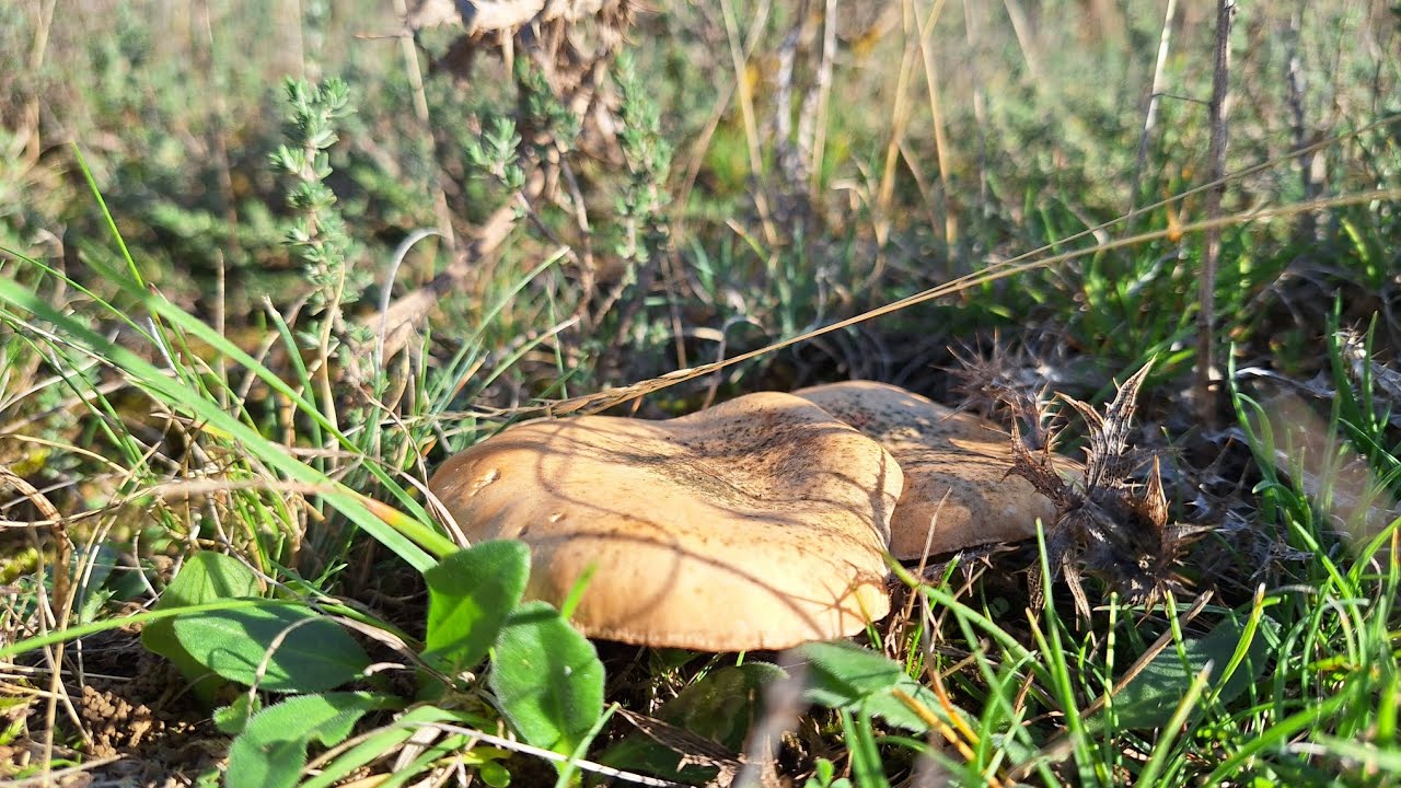 SETA DE CARDO !! PLEUROTUS ERYNGII !! PRIMER BROTE !! FINALES DE SEPTIEMBRE 2024 🥰🍄👌
