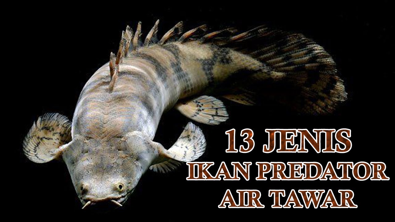 13 IKAN PREDATOR AIR TAWAR YANG BIASA DIPELIHARA DI AQUARIUM