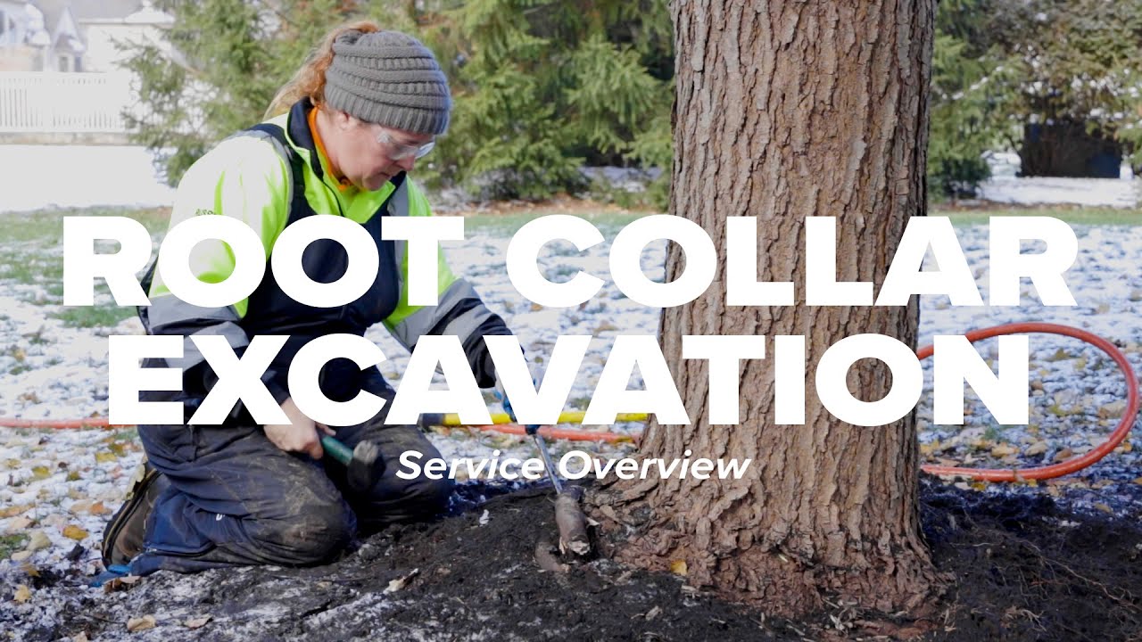 Root Collar Excavation Service Overview I Russell Tree Experts