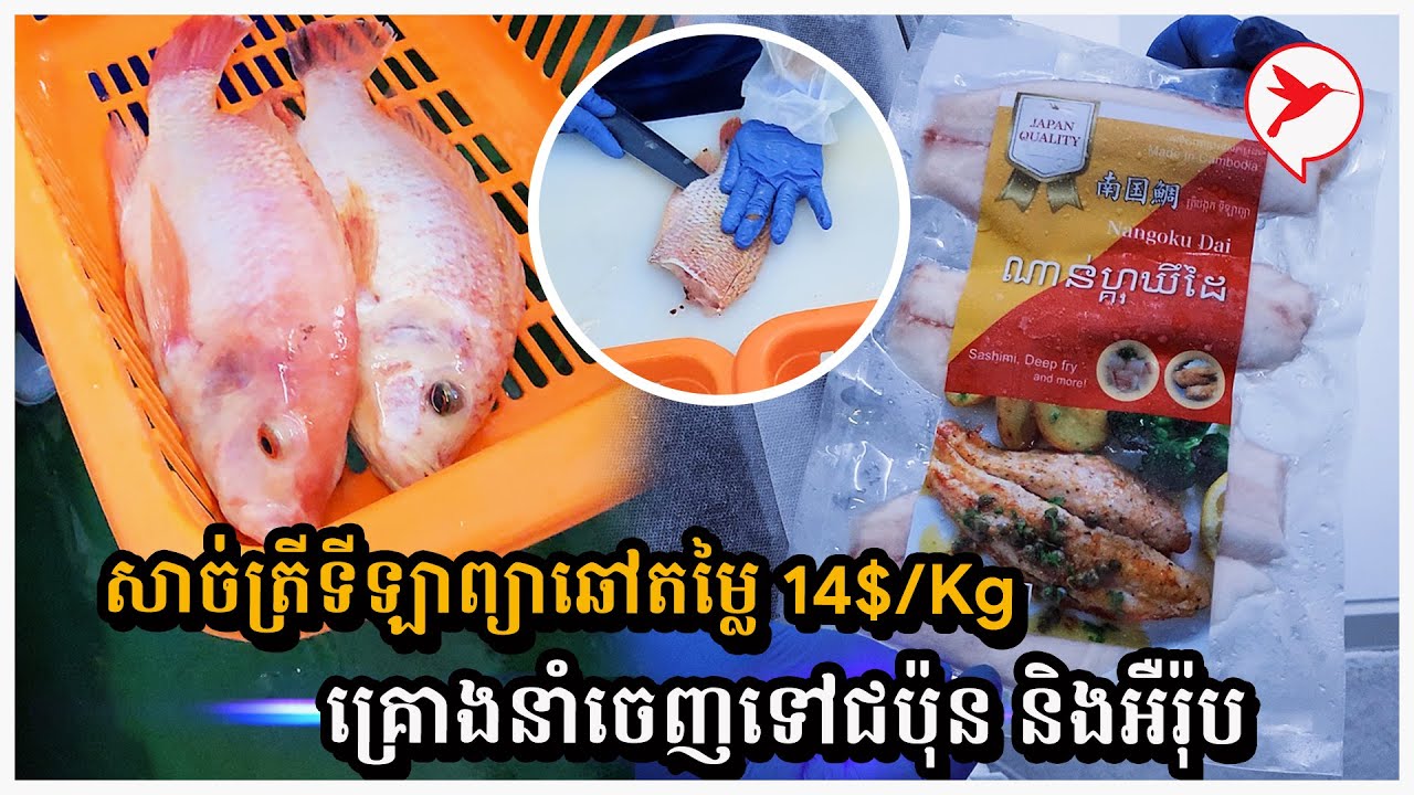 សាច់ត្រីទីឡាព្យាឆៅតម្លៃ 14$/Kg គ្រោងនាំចេញទៅជប៉ុននិងអឺរ៉ុប
