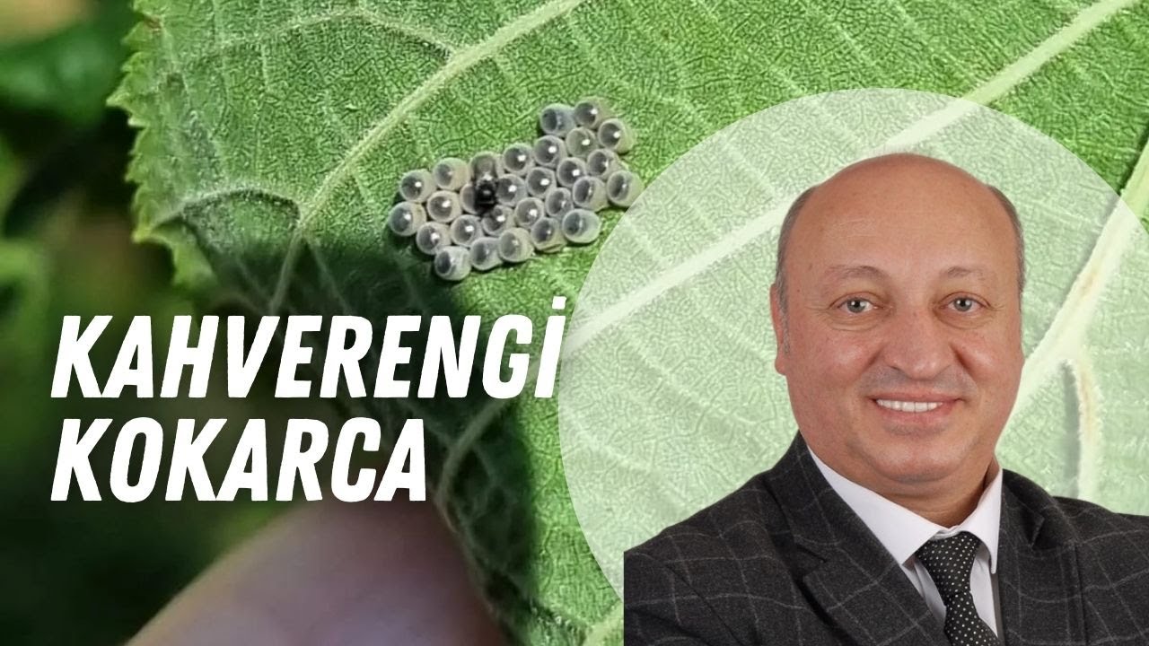 🌱 KAHVERENGİ KOKARCA İLE MÜCADELE | BİTKİ DOKTORU