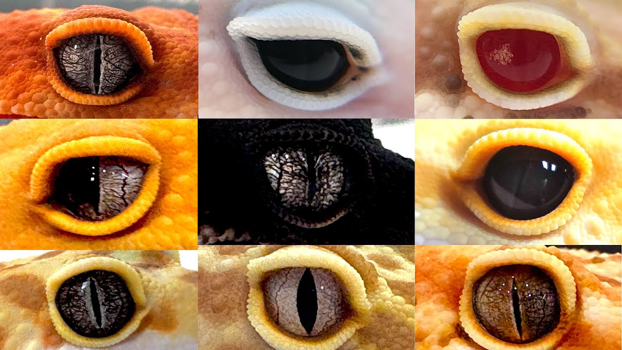 【ヒョウモントカゲモドキ】目のモルフって奥深い！【2025年版】
