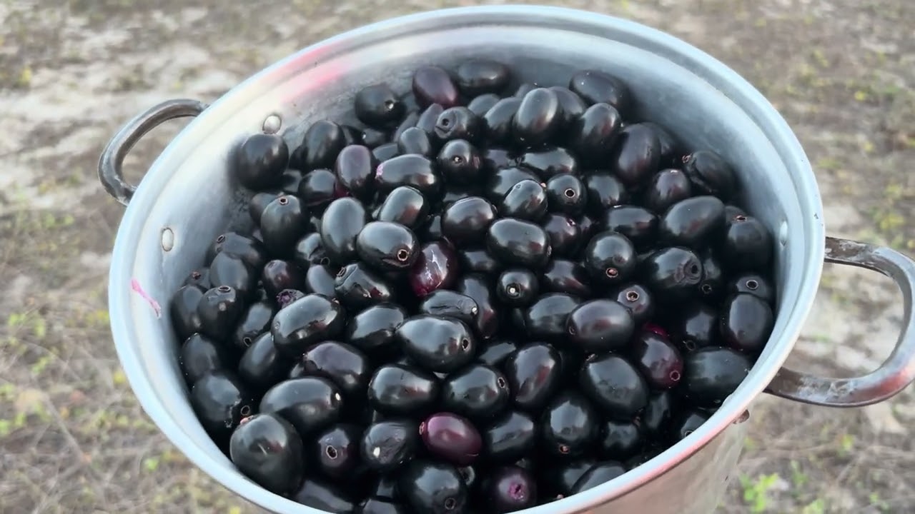 Fomos pegar azeitona ou Jamelão, olha esse pôr do sol lindo 