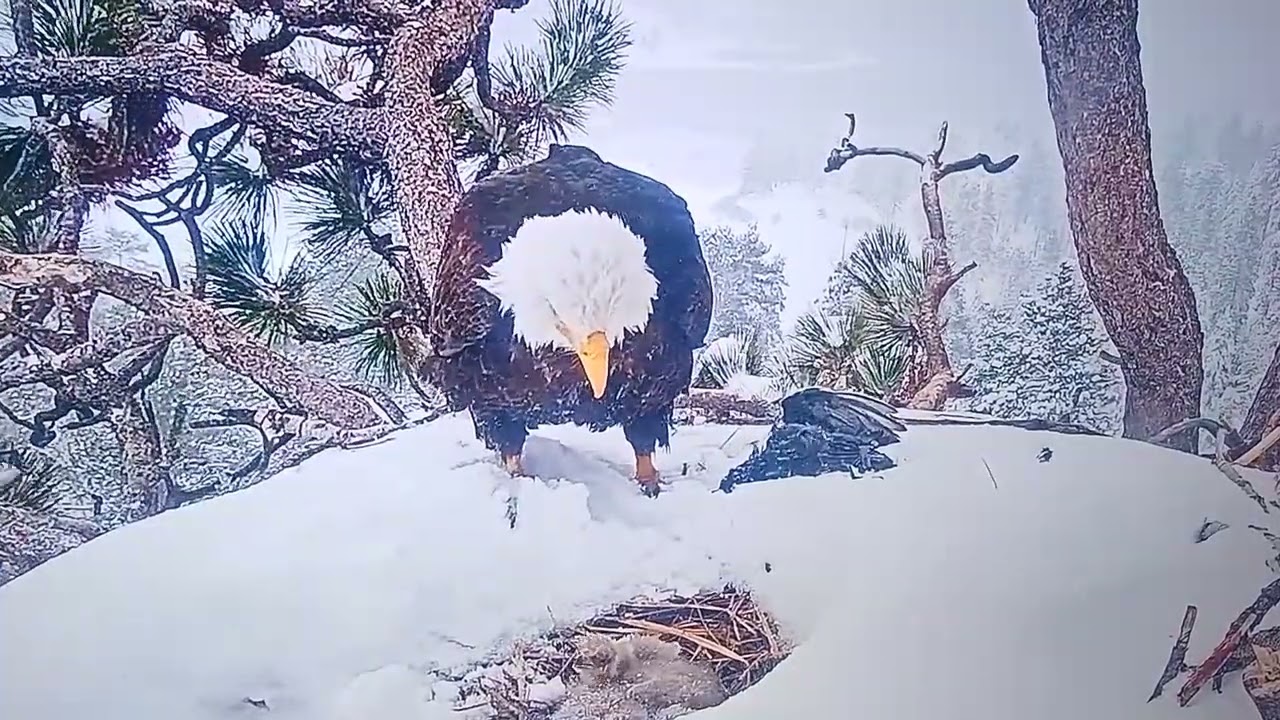 Big bear bald eagle live @FOBBVCAM