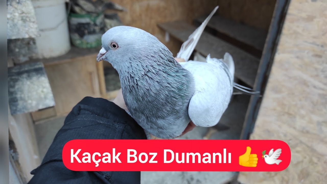 KAÇAK BOZDUMANLI YAKALADIM - Taklacı kaçak güvercin yakalama