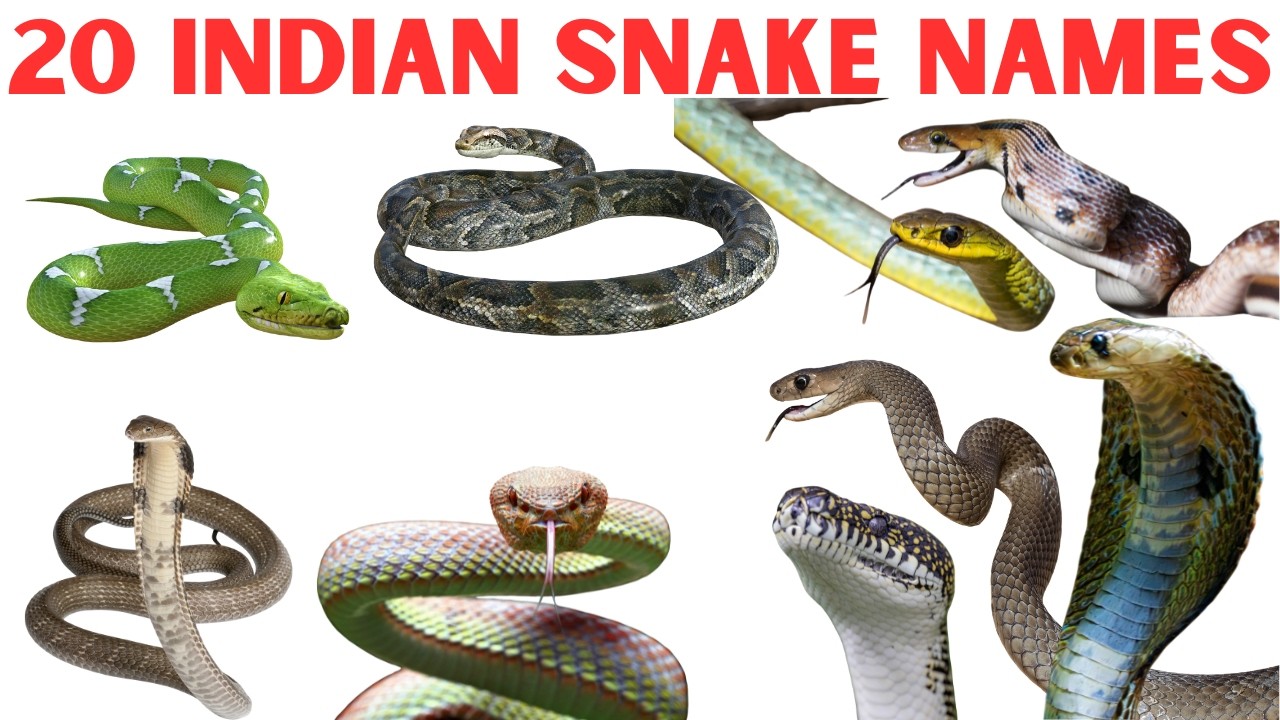 20 भारतीय साँपों के नाम सीखें बच्चों के लिए | Learn 20 Indian Snake Names for Kids with Pictures