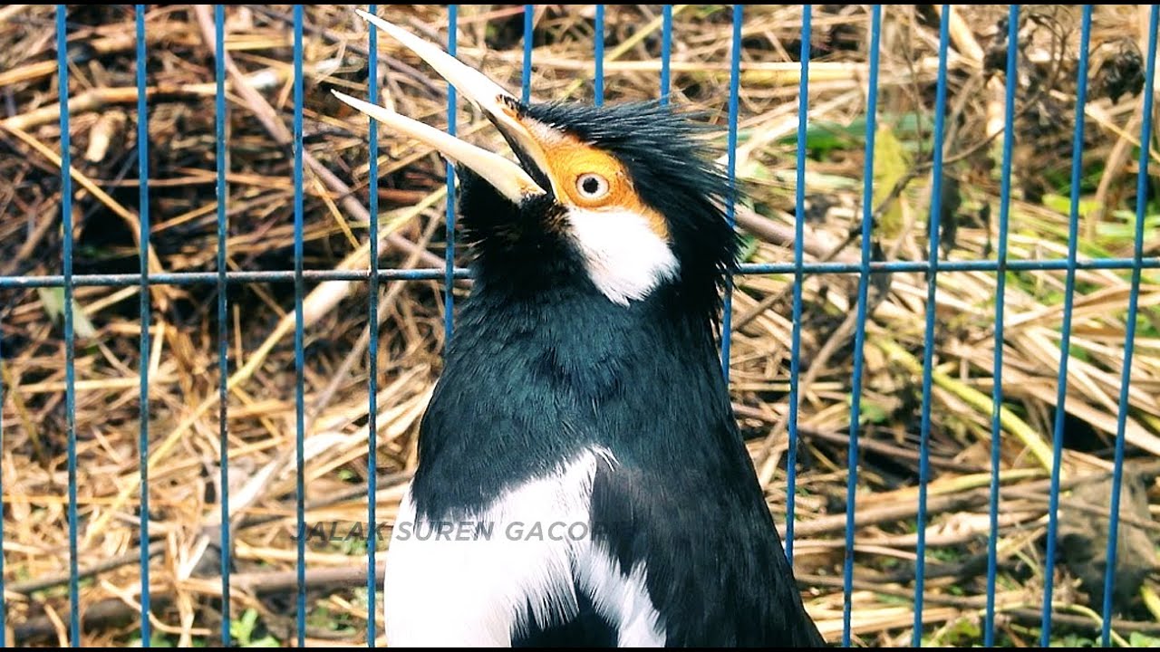 Pancingan Jalak Suren Jantan Memanggil Betina Gacor Full Isian Tembakan Mewah