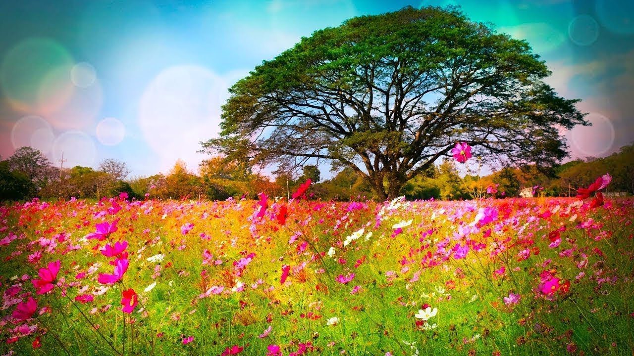Beautiful Relaxing Soothing Music, Peaceful  Music, 