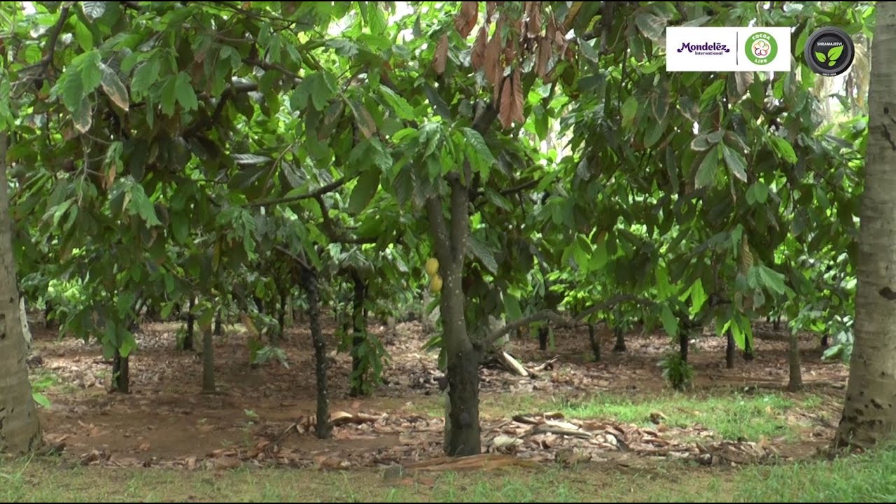 ಚಾಮರಾಜನಗರದಲ್ಲಿ ತೆಂಗಿನಲ್ಲಿ ಕೊಕೋ ಬೆಳೆ -  ಶ್ರೀ ಸಯ್ಯದ್ ಹೈದರ್ | Cocoa in Coconut Plantation