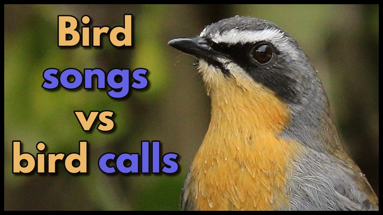 BIRD SONGS vs BIRD CALLS - what is the difference?