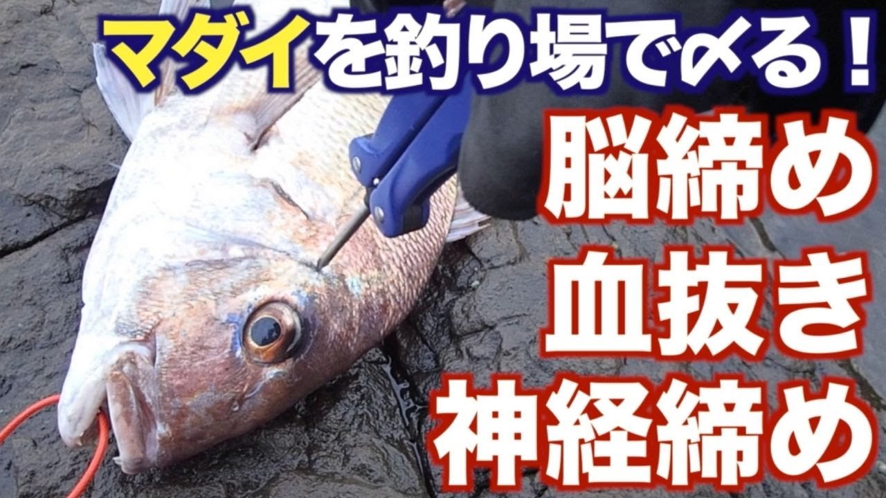 釣り場での魚の締め方「脳締め→血抜き→神経締め」真鯛（マダイ）編 Red seabream Ikejime