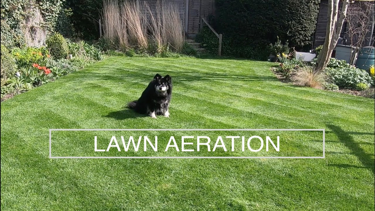 How to Aerate your Lawn - the best time and method to aerate your lawn.