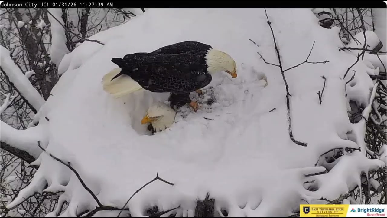 Boone brings a twig and climbs onto Jolene's back ETSU Eagle Cameras Johnson City Cam 1 / Cam 3