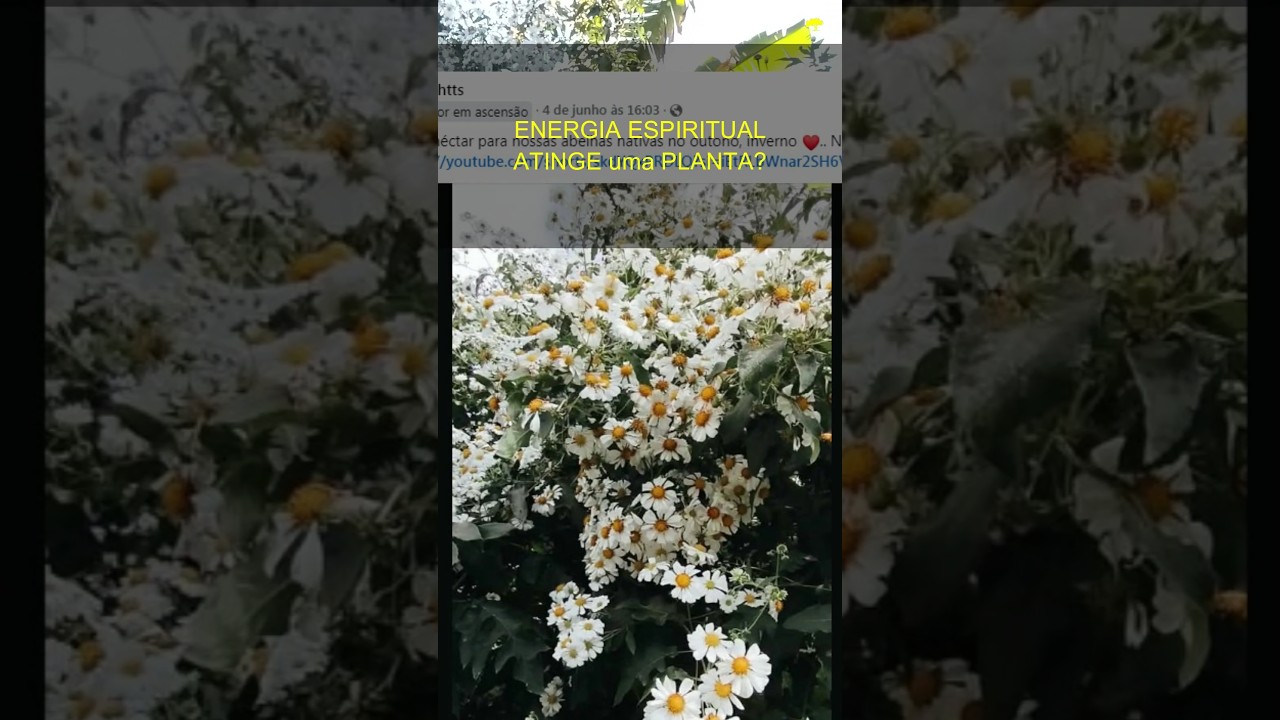 COMO uma ENERGIA ESPIRITUAL negativa MANIFESTA em uma PLANTA!