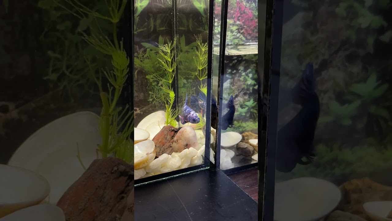 Amazing catch! beautiful aquarium in small pond #explore168 #aquarium #video #bettafish #bettafish