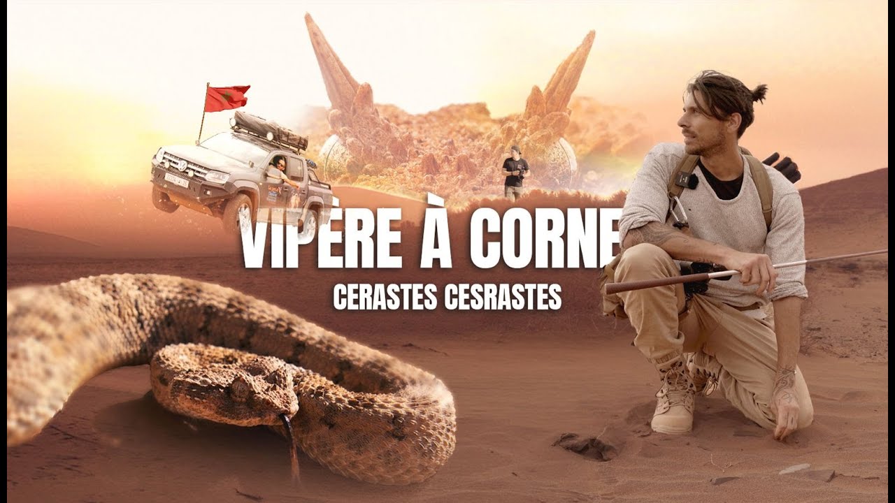 Attention ou vous marchez : Le prédateur le plus discret du désert
