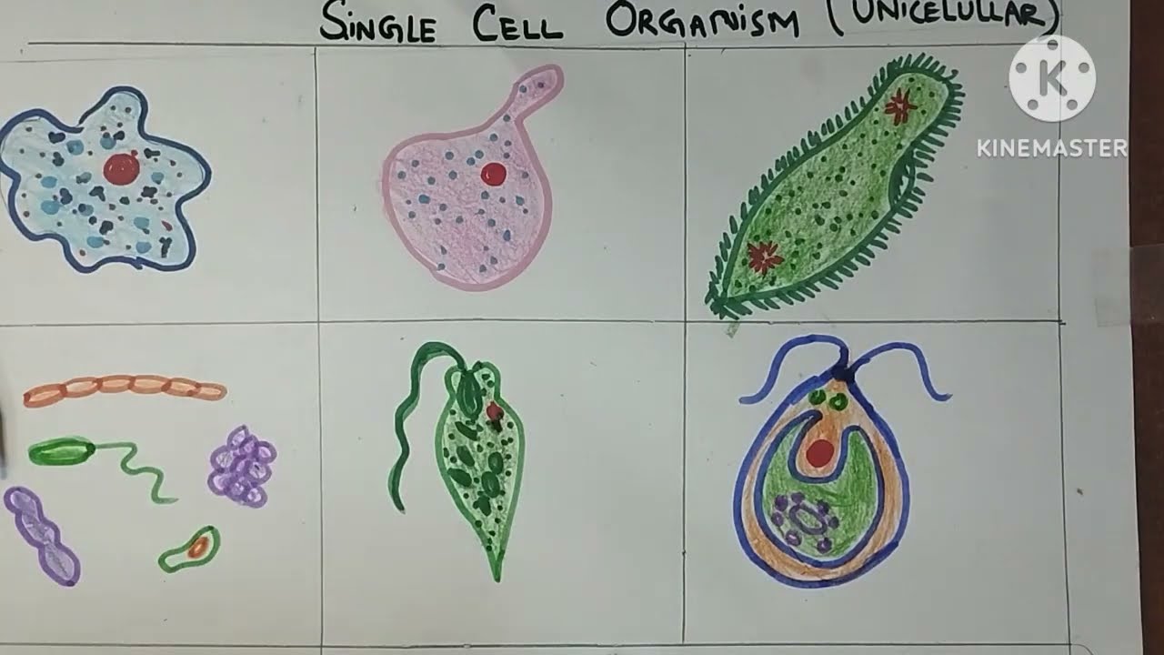 Drawing Unicellular organisms
