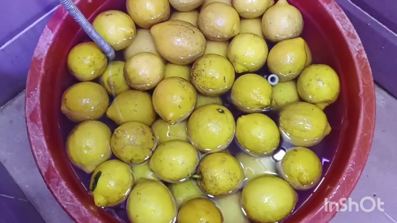 الناس لتضال تعس في القفة 😎احشمو على رواحكم 🤔ارواحو تشوفو طريقتي تاع مركز الليمون🥰