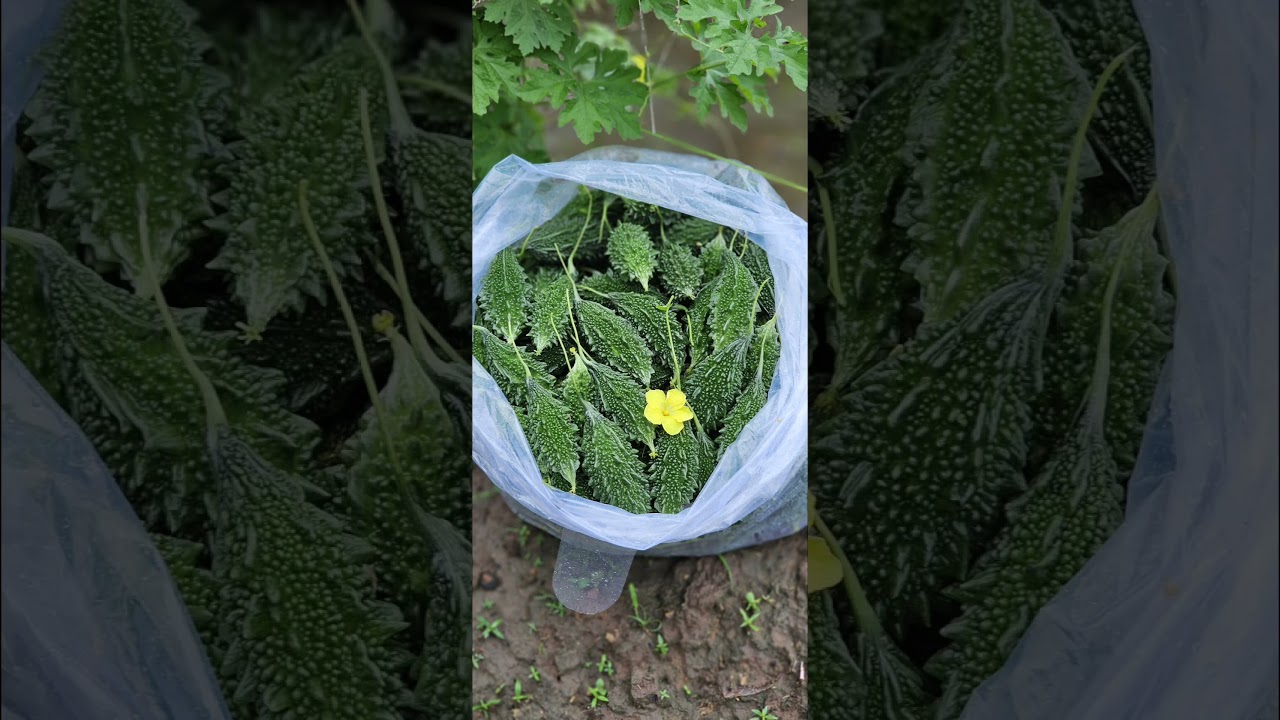 BigStar (Hy Bitter Gourd) l RETRO Seeds #farming #agriculture #farmer #retroseed